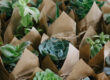 A large set of indoor small plants, succulents in an eco paper bag kept as the return gifts in an eco-friendly wedding.