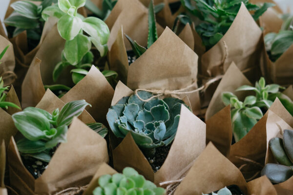 A large set of indoor small plants, succulents in an eco paper bag kept as the return gifts in an eco-friendly wedding.