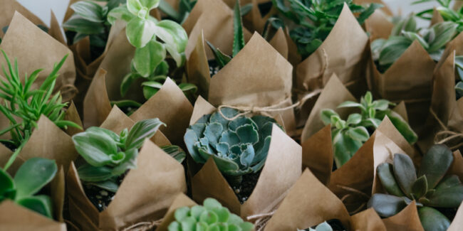 A large set of indoor small plants, succulents in an eco paper bag kept as the return gifts in an eco-friendly wedding.